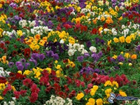 /album/kvety/violets-flowers-flower-bed-158375-jpg/